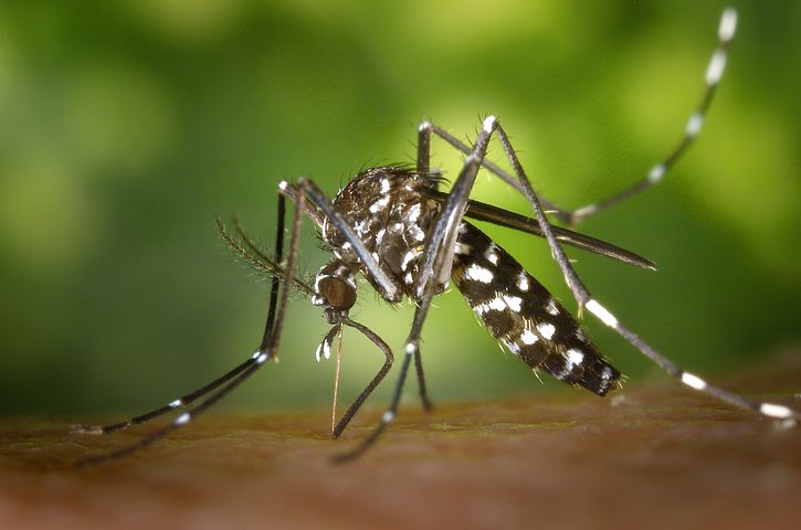 mosquito 49141 480