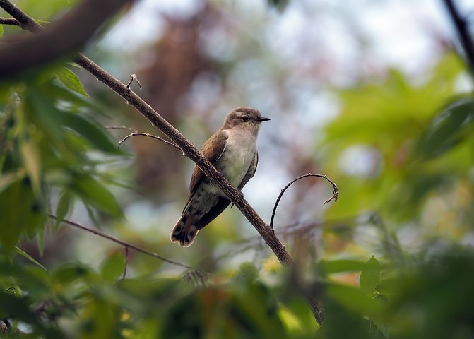 perched plaintive cuckoo 4398797 480