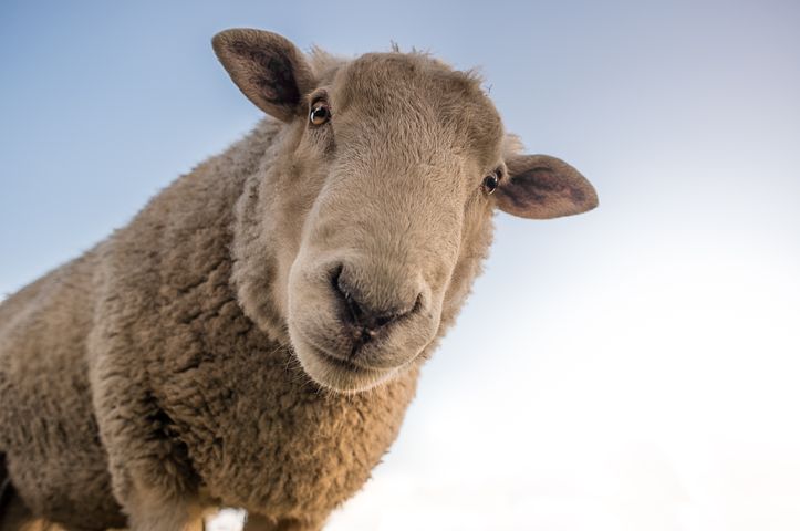 sheep 1822137 480