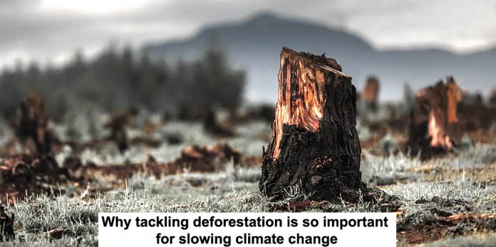 Deforestation climate change header 696x347 1