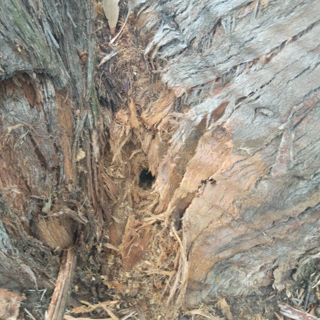 Tree poisoning Glaneuse scaled