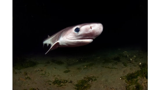 Deep Sea Sharks