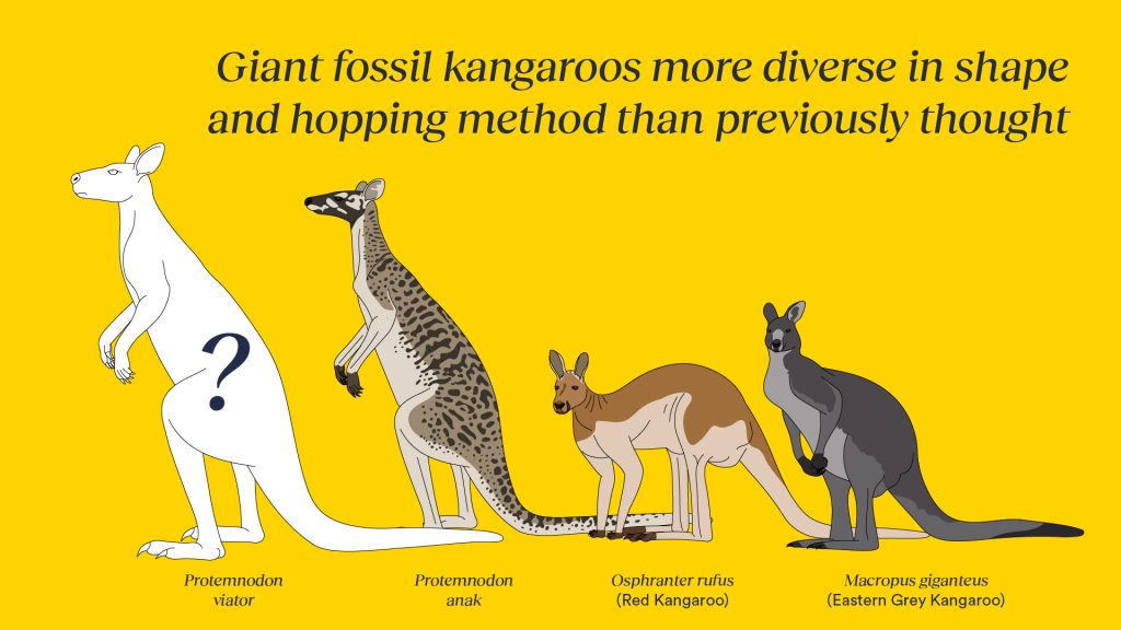 Protemnodon viator size comparison to other kangaroos 1024x576 1